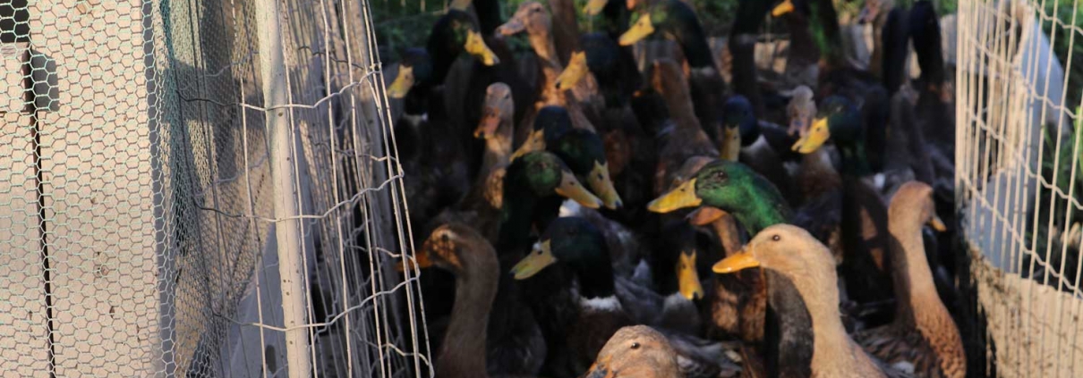 嵯峨の里　観音宿「古時香」