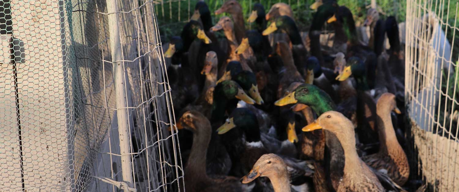 嵯峨の里　観音宿「古時香」